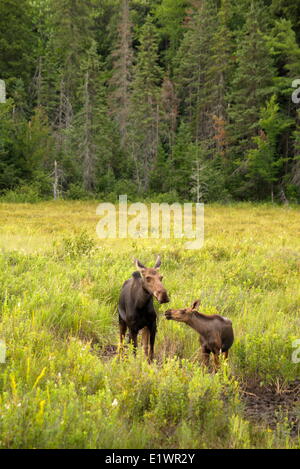 Elch und Kalb (Alces Alces), Algonquin Park, auf Stockfoto