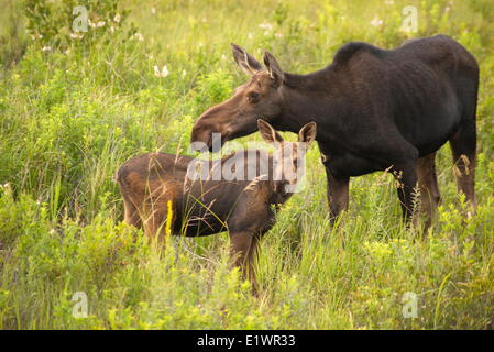 Elch und Kalb (Alces Alces), Algonquin Park, auf Stockfoto
