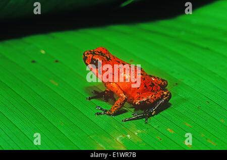 Erdbeere, Pfeil-Poison Frog (Dentrobates Pumilio), Regenwald, Costa Rica Stockfoto