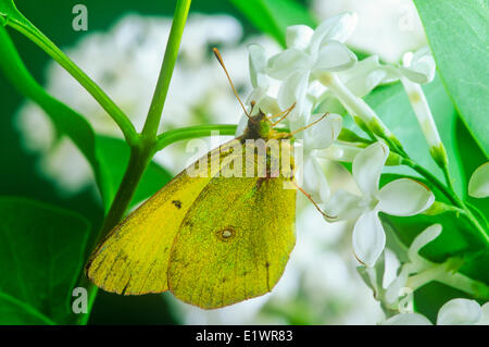 Die gemeinsame oder getrübt Schwefel Schmetterling, (Colias Philodice), ventrale Ansicht auf weißen Fliederstrauch Stockfoto