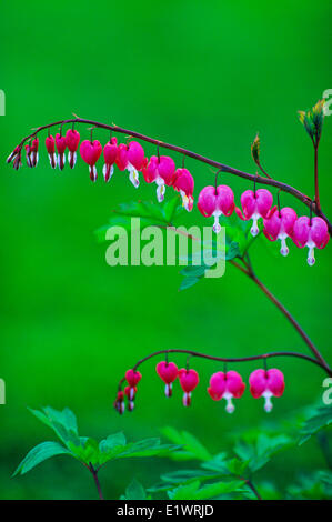 Tränendes Herz Blüte, (Lamprocapnos Spectabilis) Stockfoto