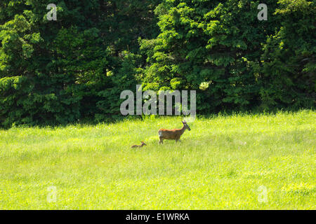 Weibliche White-tailed Deer, Odocoileus Virginianus, Elgin, Nova Scotia, Kanada Stockfoto