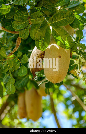 Wurst-Bäume voller Früchte. Stockfoto