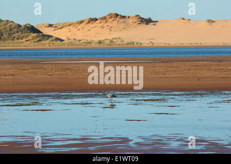 Blue Heron Angeln, Tracadie Bay, Prince Edward Island, Canada Stockfoto