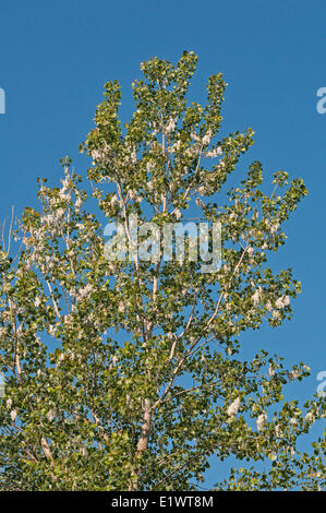 Östlichen Cottonwood (Populus Deltoides) Samen in Catkin-Frucht enthalten. Carolinian Wald in Niagara-Region. Short Hills Stockfoto