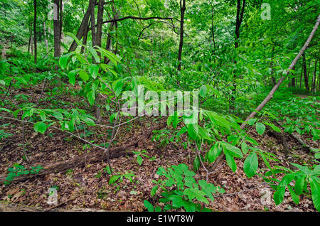 Paw Paw Baum (Asimina Triloba). Carolinian Wald in der Niagara-Schichtstufe. Woodend Schutzgebiet in Niagara Greenbelt Stockfoto