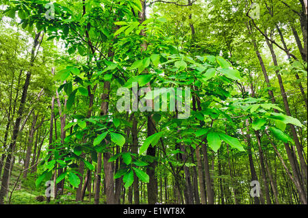 Paw Paw Baum (Asimina Triloba). Carolinian Wald in der Niagara-Schichtstufe. Woodend Schutzgebiet in Niagara Greenbelt Stockfoto