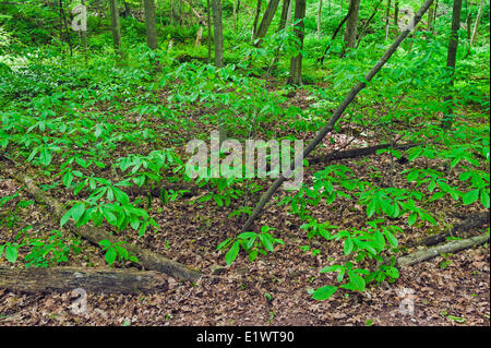 Paw Paw Baum (Asimina Triloba). Carolinian Wald in der Niagara-Schichtstufe. Woodend Schutzgebiet in Niagara Greenbelt Stockfoto