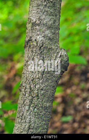 Paw Paw Baum (Asimina Triloba). Carolinian Wald in der Niagara-Schichtstufe. Woodend Schutzgebiet in Niagara Greenbelt Stockfoto