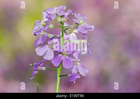 Dame der Rakete (Hesperis Matronalis) in Carolinian Wald. Ruthven Park nationalen historischen Ort, Ontario. Kanada. Stockfoto