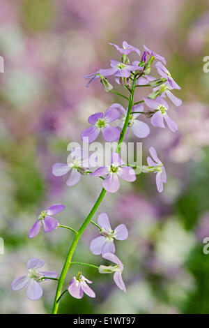 Dame der Rakete (Hesperis Matronalis) in Carolinian Wald. Ruthven Park nationalen historischen Ort, Ontario. Kanada. Stockfoto