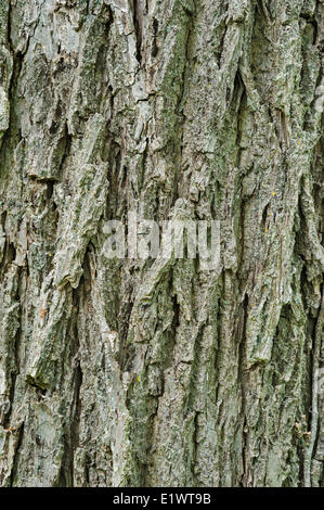 Schwarze Walnuss (Juglans Nigra). Carolinian Wald in Niagara-Region. Short Hills Provincial Park, Ontario. Kanada. Stockfoto