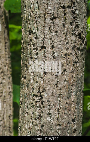 Amerikanische Linde (Tilia Americana) in Carolinian Wald in Niagara-Region. Short Hills Provincial Park, Ontario. Kanada. Stockfoto