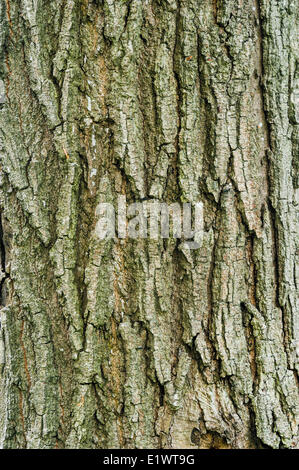 Zucker-Ahorn (Acer Saccharum) in Niagara-Region. Short Hills Provincial Park, Ontario. Kanada. Stockfoto