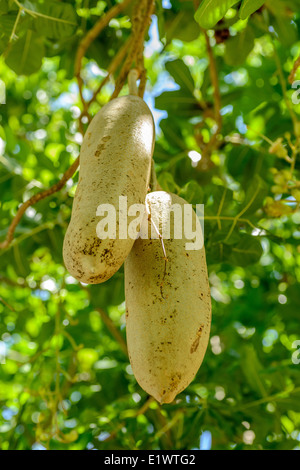 Wurst-Bäume voller Früchte. Stockfoto