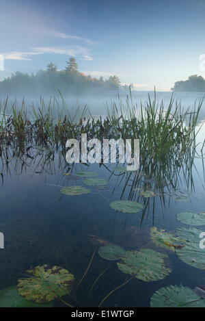 Herbst am Morgen am Fluss Servern, Muskoka, Ontario Stockfoto