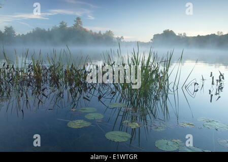 Herbst am Morgen am Fluss Servern, Muskoka, Ontario Stockfoto