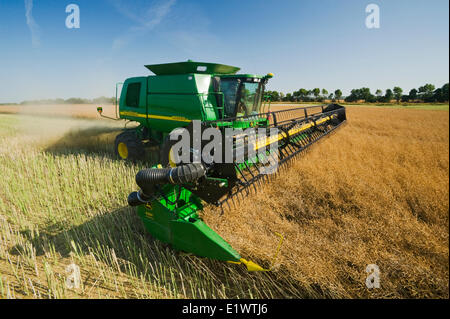 ein Mähdrescher gerade schneidet ein stehenden Raps Feld bei der Ernte, in der Nähe von Niverville, Manitoba, Kanada Stockfoto