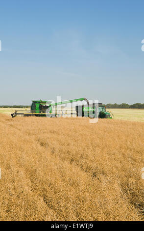 ein Mähdrescher gerade schneidet ein stehenden Raps Feld bei der Ernte, in der Nähe von Niverville, Manitoba, Kanada Stockfoto