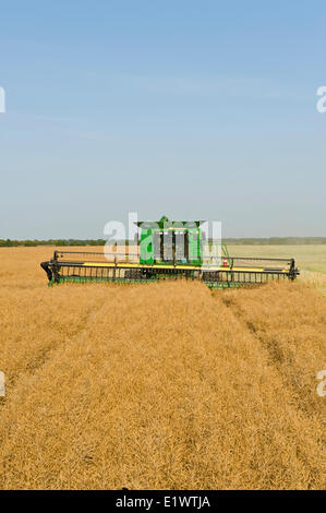 ein Mähdrescher gerade schneidet ein stehenden Raps Feld bei der Ernte, in der Nähe von Niverville, Manitoba, Kanada Stockfoto