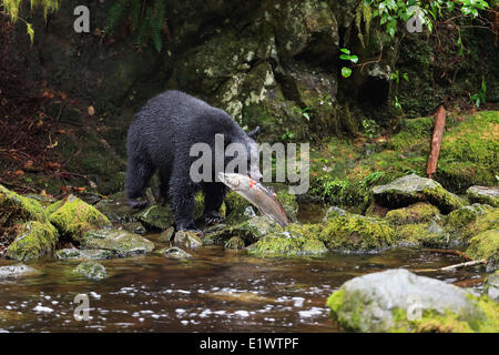 Schwarzer Bär, Ursus Americanus, Angeln auf Lachs, Thornton Creek, Vancouver Island, British Columbia, Kanada Stockfoto