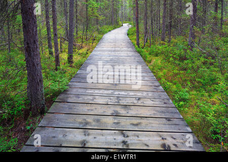 Promenade am Spruce Bog Trail, Algonquin Provincial Park, Ontario, Kanada Stockfoto