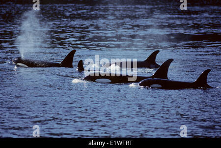 Orca (Orcinus Orca) Pod (Schwertwal) befinden sich die frigide Arktis Antarktis in tropischen Meeren. Sehr sozial mit Stockfoto