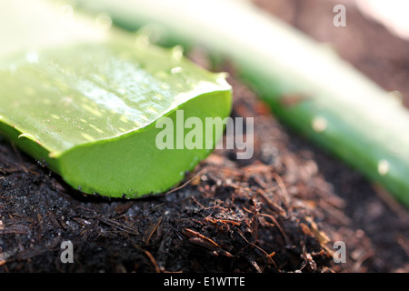 Oberfläche von Aloe Vera auf Boden im Gemüsegarten hautnah. Stockfoto