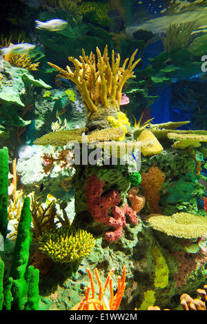 Ripley es Aquarium Toronto, Ontario; Kanada-Sealife-Aquarium Stockfoto