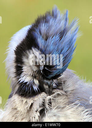 Porträt von einem Blue Jay, Cyanocitta Cristata in Saskatoon, Saskatchewan, Kanada Stockfoto