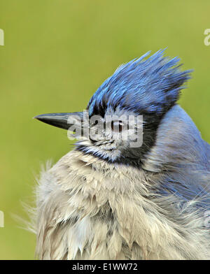 Blue Jay, Cyanocitta Cristata, Porträt, in Saskatoon, Saskatchewan, Kanada Stockfoto