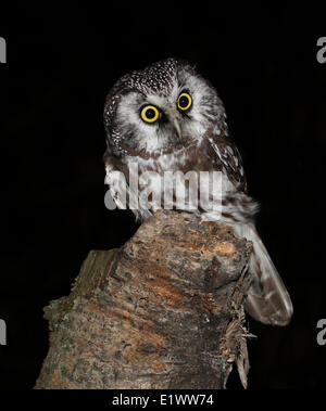 Boreal Eule, Aegolius Funereus, thront auf einem Baumstumpf in Prince Albert, Saskatchewan, Kanada Stockfoto