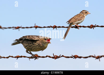 Ein unter der Leitung von Brown Kuhstärlinge Küken Molothrus aeneus von seinen Adoptiveltern Clay-Colored Sparrow in der Nähe von Saskatoon Saskatchewan gefüttert Stockfoto