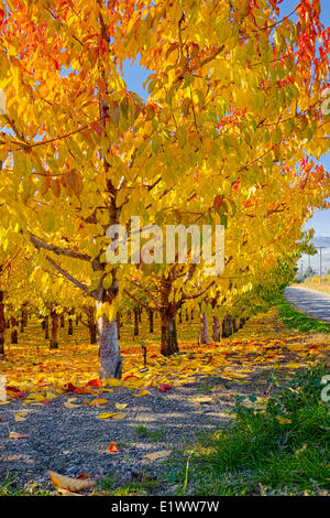 Vernon BC--Nachmittagssonne mit Ende Oktober Herbstlaub auf Obstbaum im Obstgarten--rot-gelb-grün 3 verschiedene Bands der Farbe Stockfoto