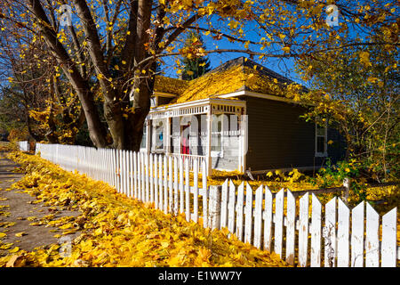 Armstrong BC, schöne Herbst-Szene mit Nachmittagssonne. Bunte gelbe Blätter am Boden weißen Lattenzaun und Haus Stockfoto