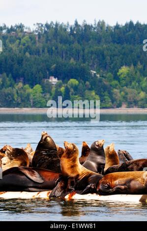 Steller Seelöwen in der Sonne auf einer Werft in der Nähe von Fanny Bay, BC, Kanada Stockfoto