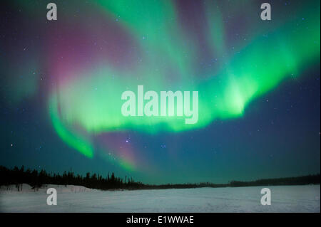 Aurora Borealis (Nordlicht), borealen Wald, Yellowknife Umgebung, NWT, Kanada Stockfoto