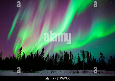 Aurora Borealis (Nordlicht), borealen Wald, Yellowknife Umgebung, NWT, Kanada Stockfoto