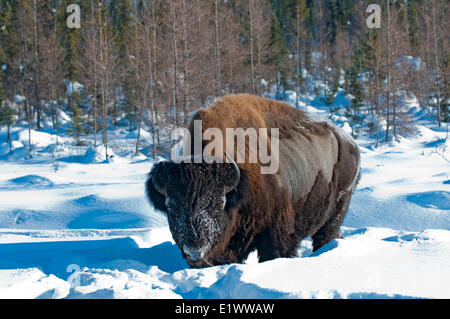 Überwinternde Holz Bison, (Bison Bison Athabascae), MNacKenzie Bison Sanctuary, NWT, arktischen Kanada Stockfoto