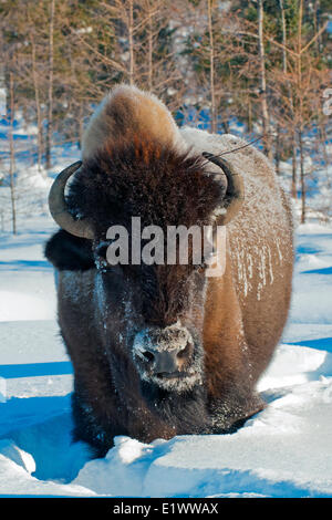 Überwinternde Holz Bison, (Bison Bison Athabascae), MNacKenzie Bison Sanctuary, NWT, arktischen Kanada Stockfoto