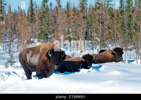 Überwinternde Holz Bison, (Bison Bison Athabascae), MNacKenzie Bison Sanctuary, NWT, arktischen Kanada Stockfoto