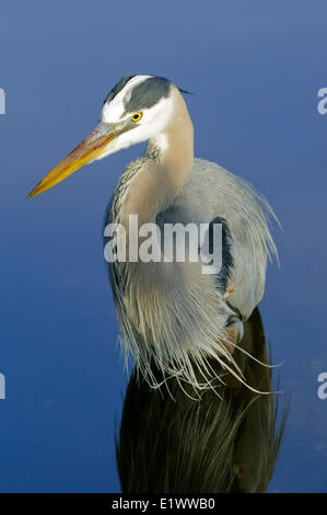 Erwachsenen Great Blue Heron (Ardea Herodias) in der Zucht Gefieder, Süd-Florida, USA Stockfoto