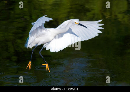 Erwachsenen Snowy Silberreiher (Egretta unaufger), Süd-Florida, USA Stockfoto