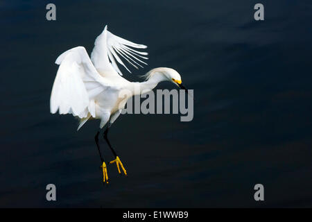 Erwachsenen Snowy Silberreiher (Egretta unaufger), Süd-Florida, USA Stockfoto