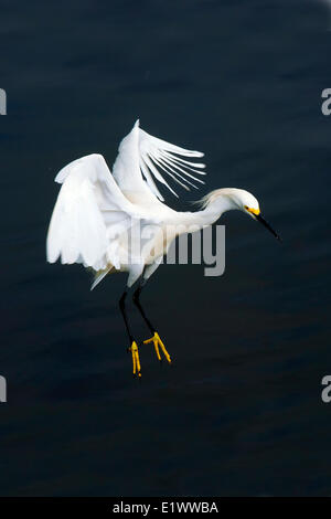 Erwachsenen Snowy Silberreiher (Egretta unaufger), Süd-Florida, USA Stockfoto