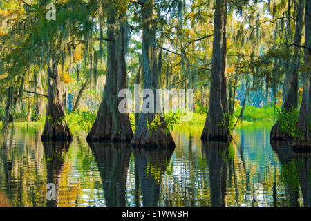 Cypress Swamp, Achafalaya River Basin, südlichen Louisiana, USA Stockfoto