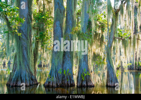 Cypress Swamp, Achafalaya River Basin, südlichen Louisiana, USA Stockfoto