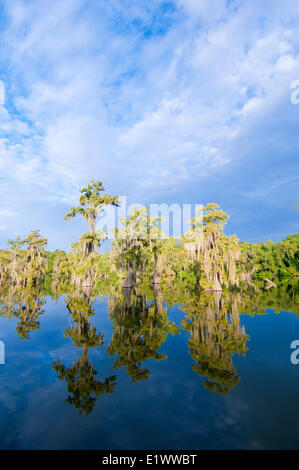 Cypress Swamp, Achafalaya River Basin, südlichen Louisiana, USA Stockfoto