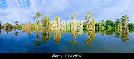 Cypress Swamp, Achafalaya River Basin, südlichen Louisiana, USA Stockfoto