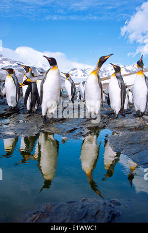 König Penguins (Aptenodytes Patagonicus), St. Andrews Bay, Insel Südgeorgien, Antarktis Stockfoto